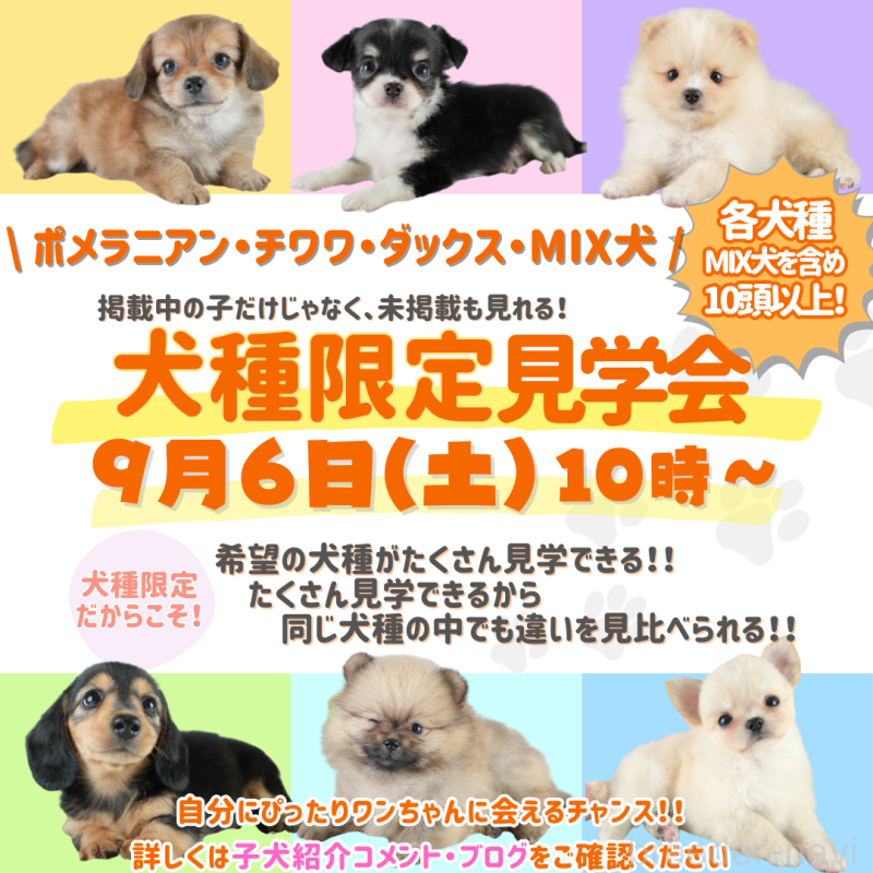 販売中の埼玉県のタイニープードル-406475の3枚目