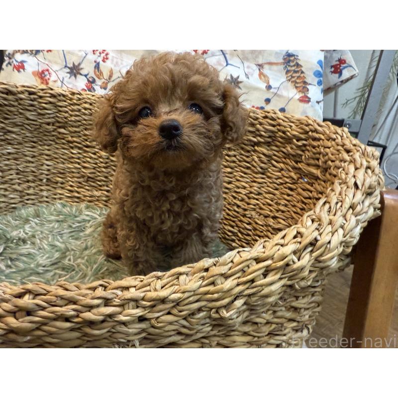 成約済の東京都のタイニープードル-408411の2枚目