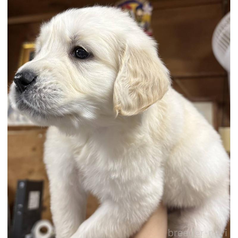 販売中の福島県のゴールデンレトリーバー-410934の4枚目
