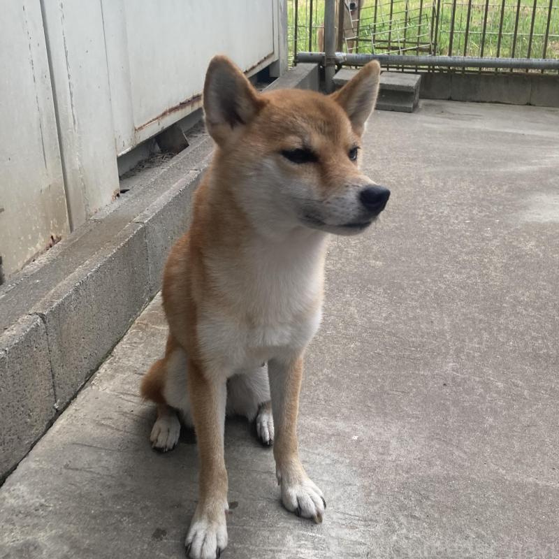 販売中の大分県の柴犬-410939の3枚目