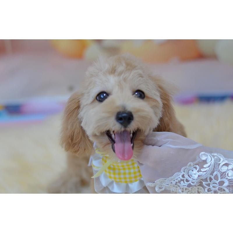 販売中の埼玉県のミックス犬-392914の9枚目