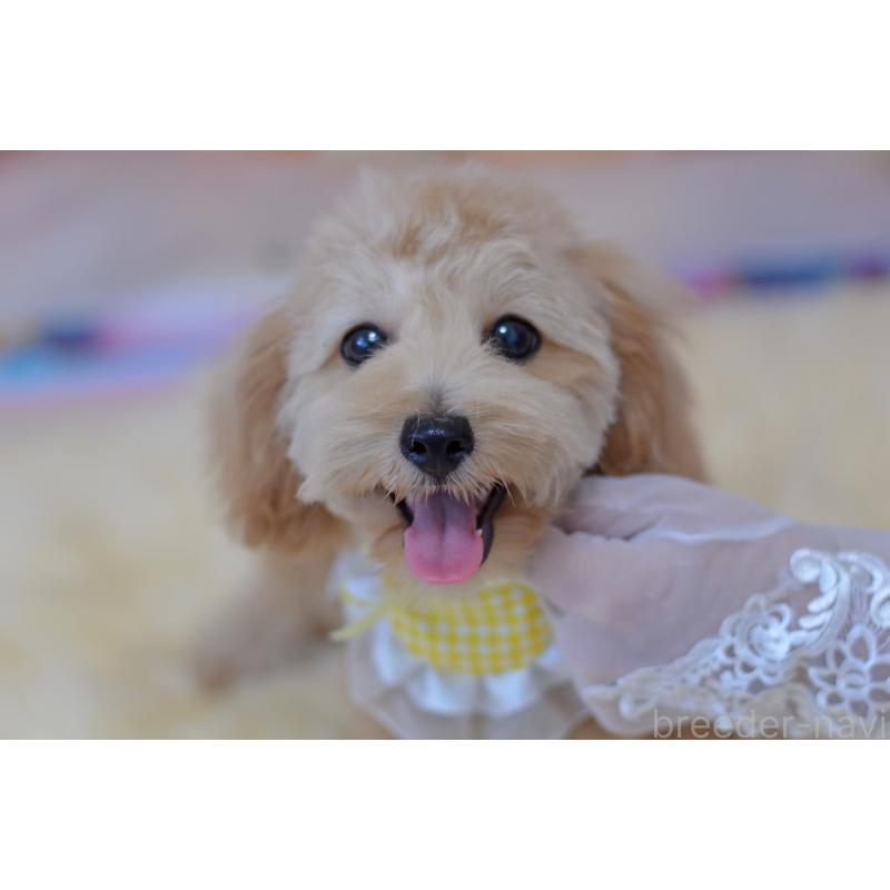 販売中の埼玉県のミックス犬-392914の7枚目