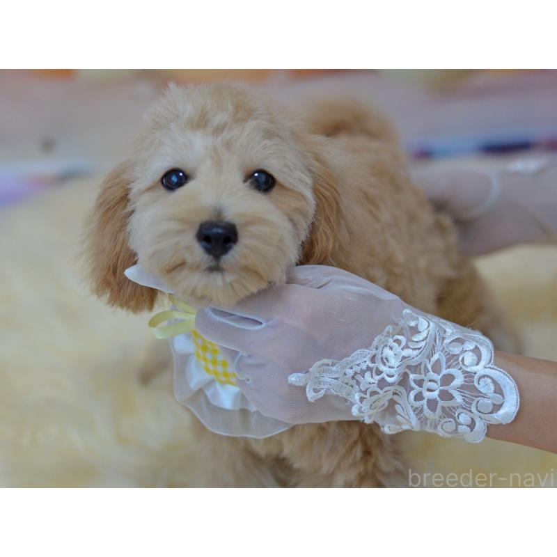 販売中の埼玉県のミックス犬-392914の6枚目