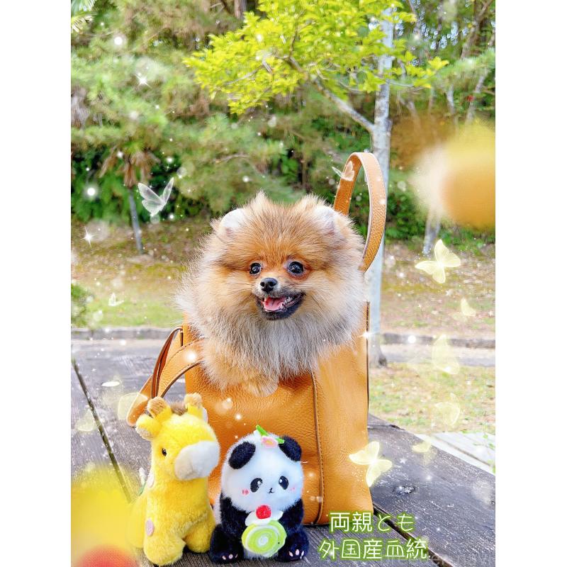 販売中の岐阜県のポメラニアン-398965
