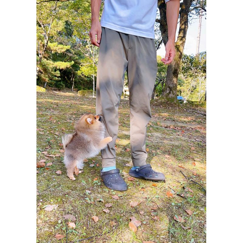 成約済の岐阜県のポメラニアン-398965の6枚目