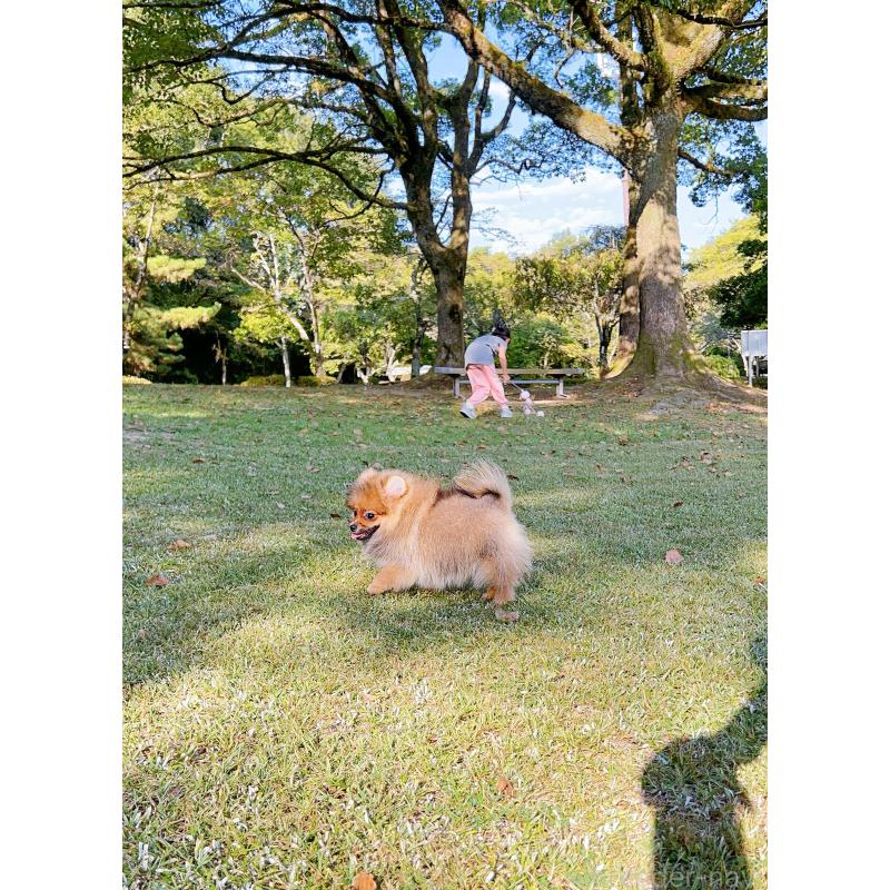 成約済の岐阜県のポメラニアン-398965の4枚目