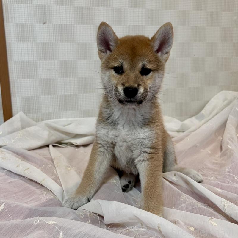 販売中の大阪府の柴犬-399629