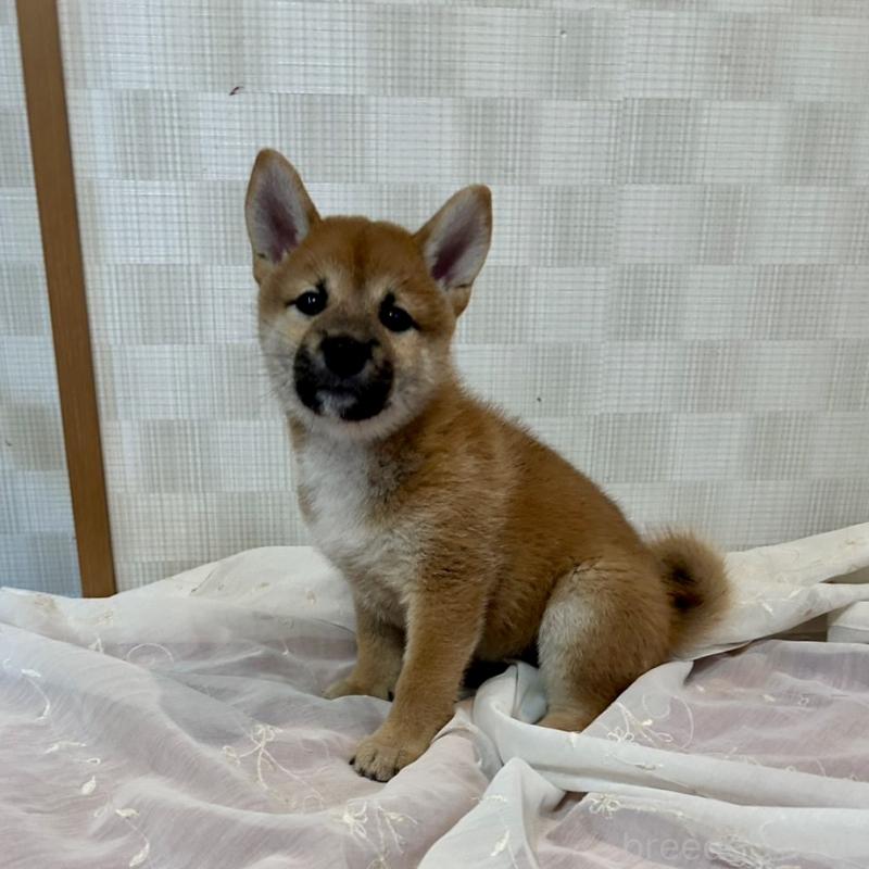 販売中の大阪府の柴犬-399628