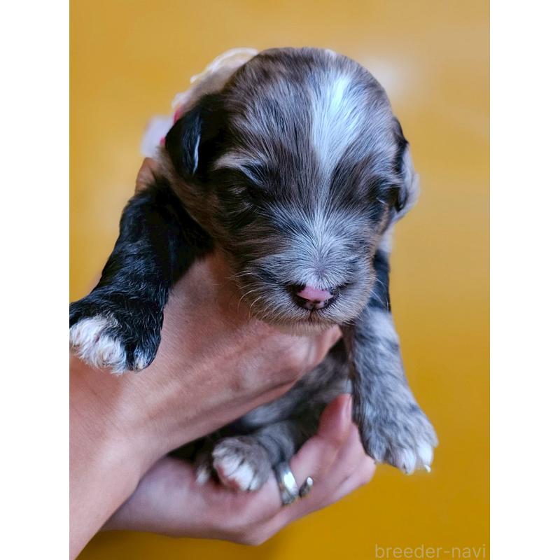 販売中の長野県のミックス犬-410967の1枚目