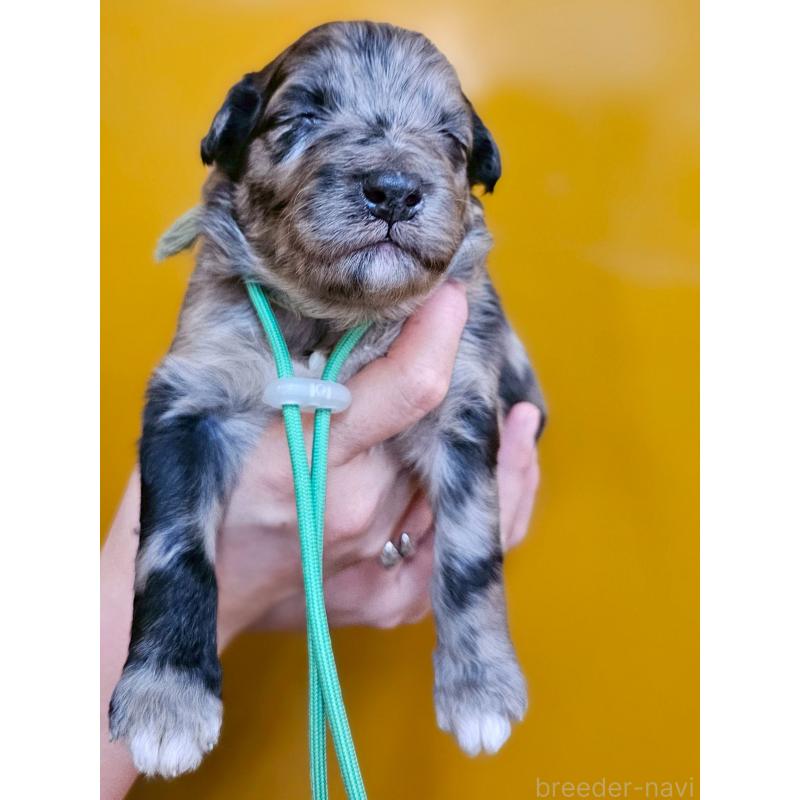 販売中の長野県のミックス犬-410968の1枚目