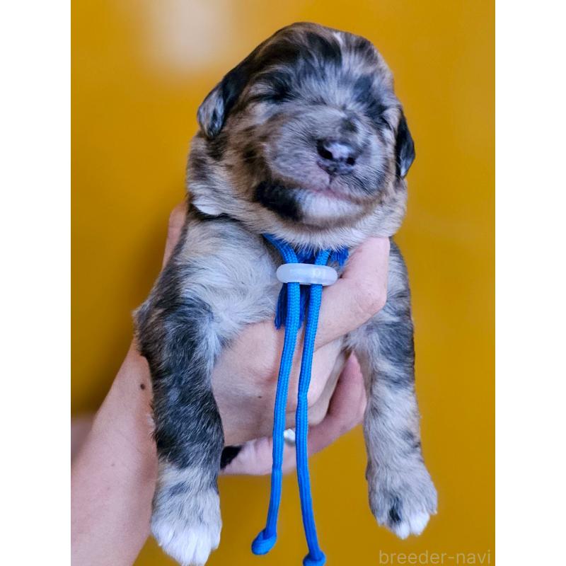 販売中の長野県のミックス犬-410969の1枚目