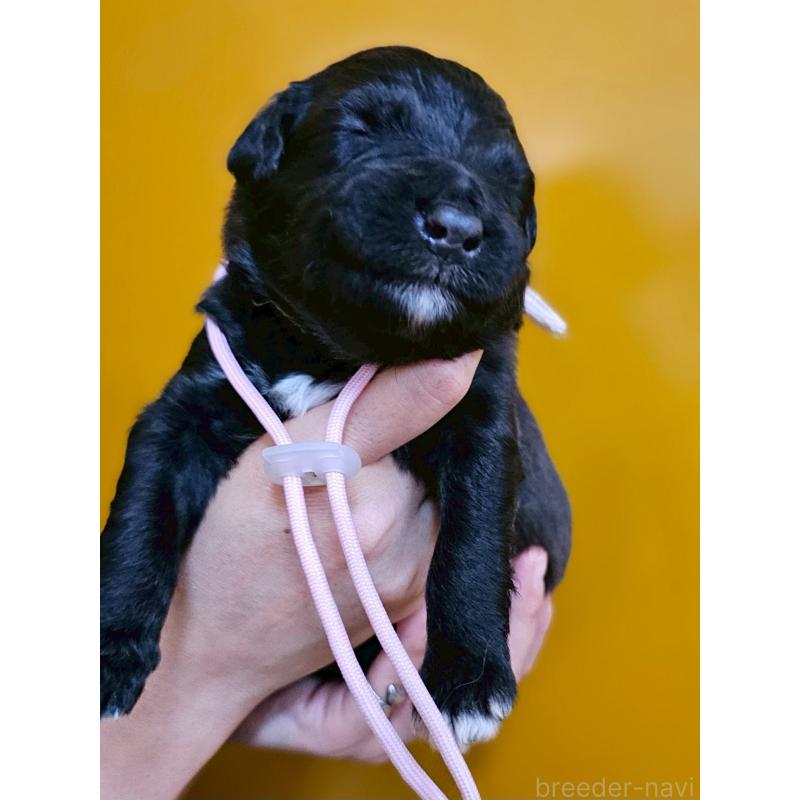 販売中の長野県のミックス犬-410970の1枚目