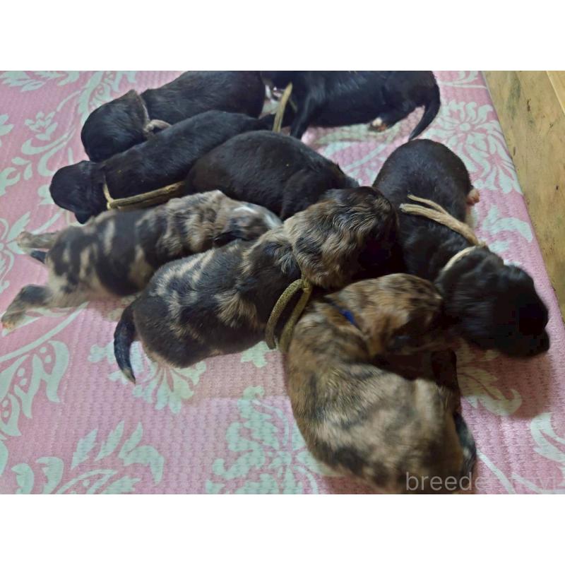 販売中の長野県のミックス犬-410971の2枚目