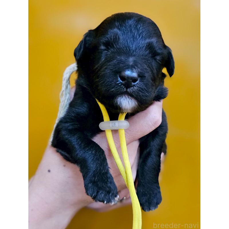 販売中の長野県のミックス犬-410972の1枚目