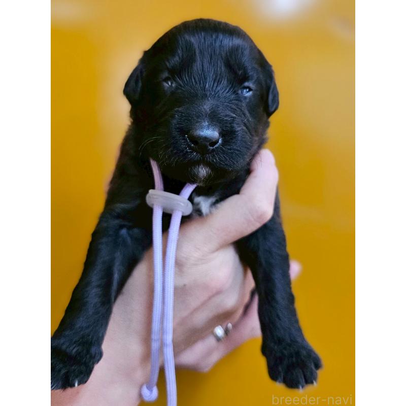 販売中の長野県のミックス犬-410973の1枚目