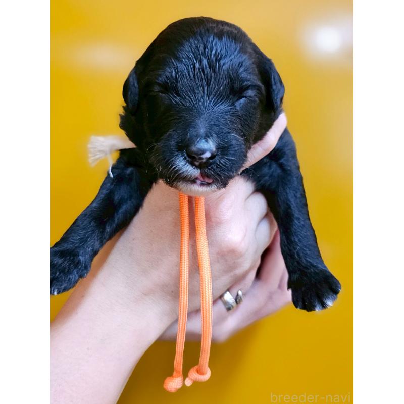 販売中の長野県のミックス犬-410974の1枚目