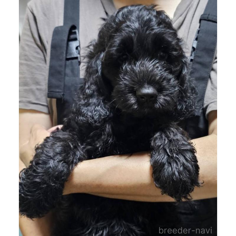 販売中の岩手県のミックス犬-410977の1枚目