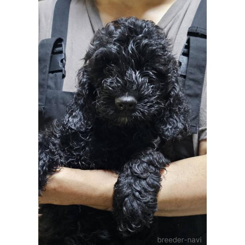 販売中の岩手県のミックス犬-410978の1枚目