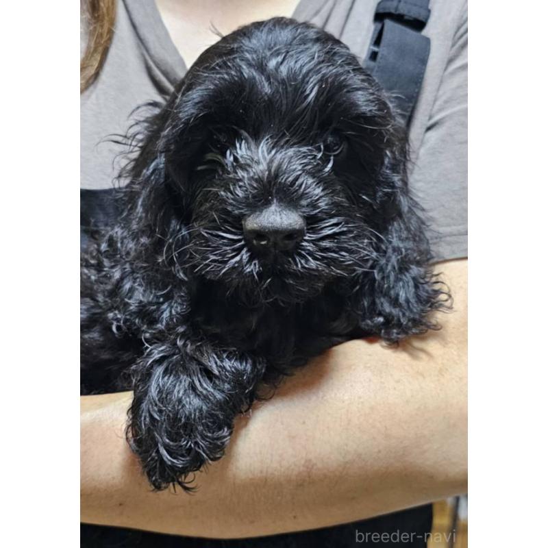 販売中の岩手県のミックス犬-410979の1枚目