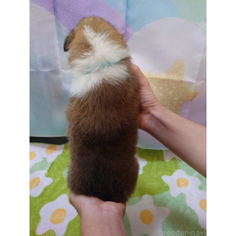 販売中の兵庫県のラフコリー-410985の5枚目