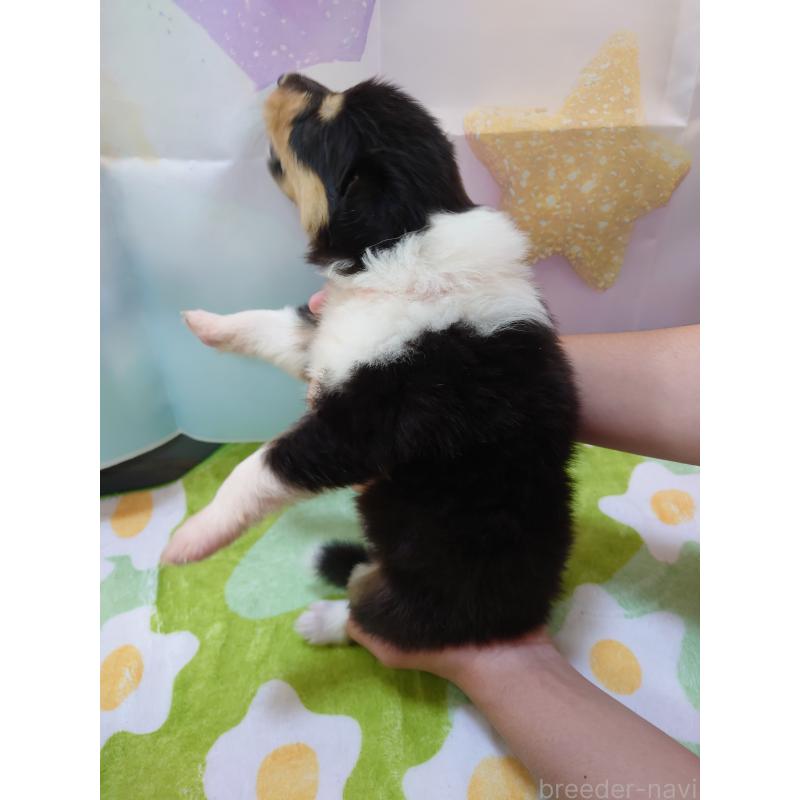 販売中の兵庫県のラフコリー-410987の2枚目