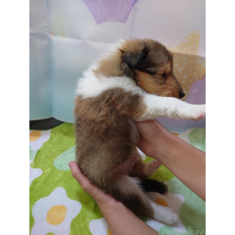 販売中の兵庫県のラフコリー-410989の2枚目