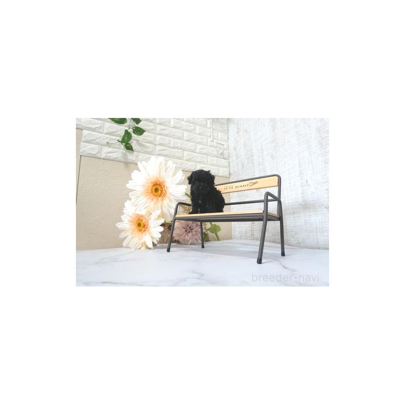 成約済の滋賀県のトイプードル-410994の2枚目