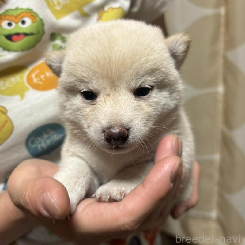 販売中の香川県の豆柴-411000の2枚目