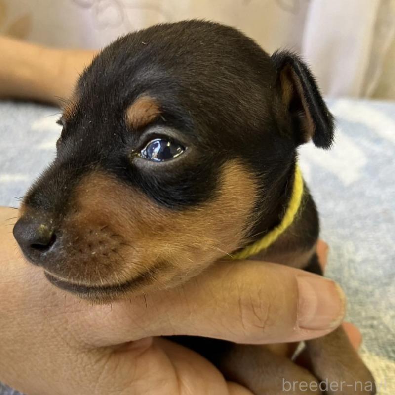 販売中の静岡県のミニチュアピンシャー(ミニピン)-411003の5枚目