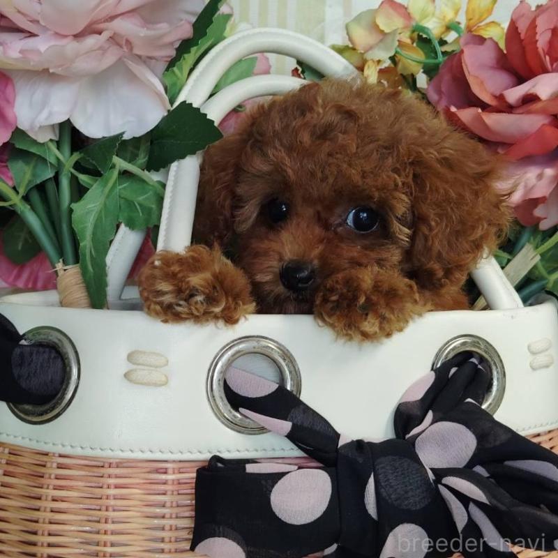 販売中の茨城県のタイニープードル-411004の1枚目