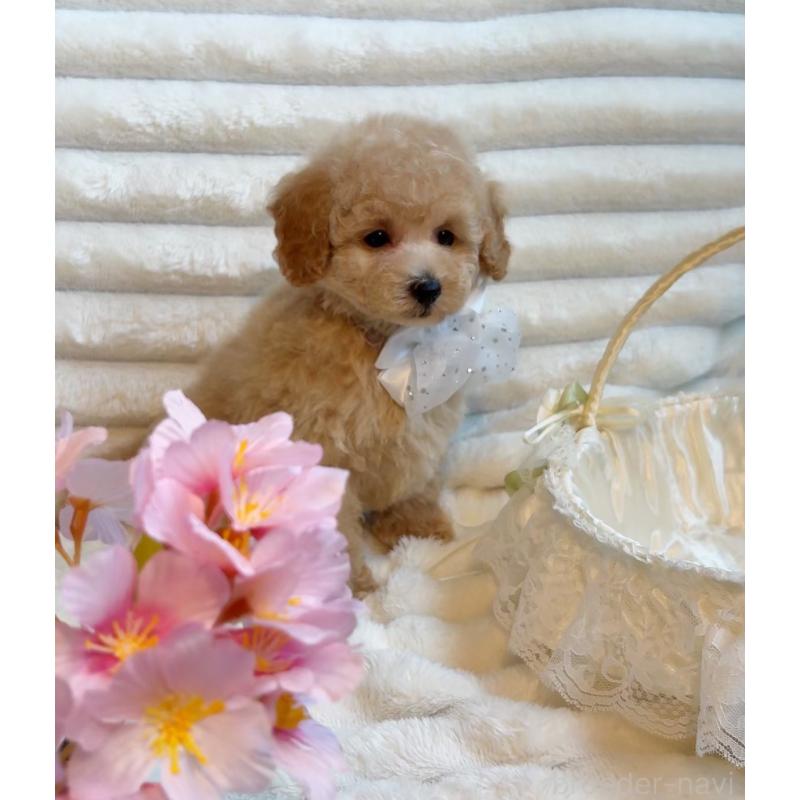 成約済の兵庫県のタイニープードル-399654の2枚目