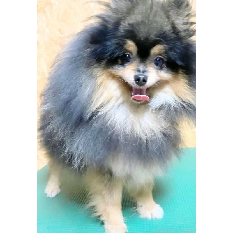 さんちゃんちゃん1枚目