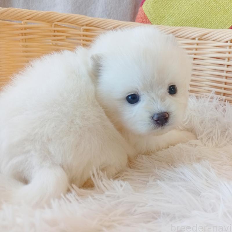 販売中の和歌山県のポメラニアン-411016の4枚目