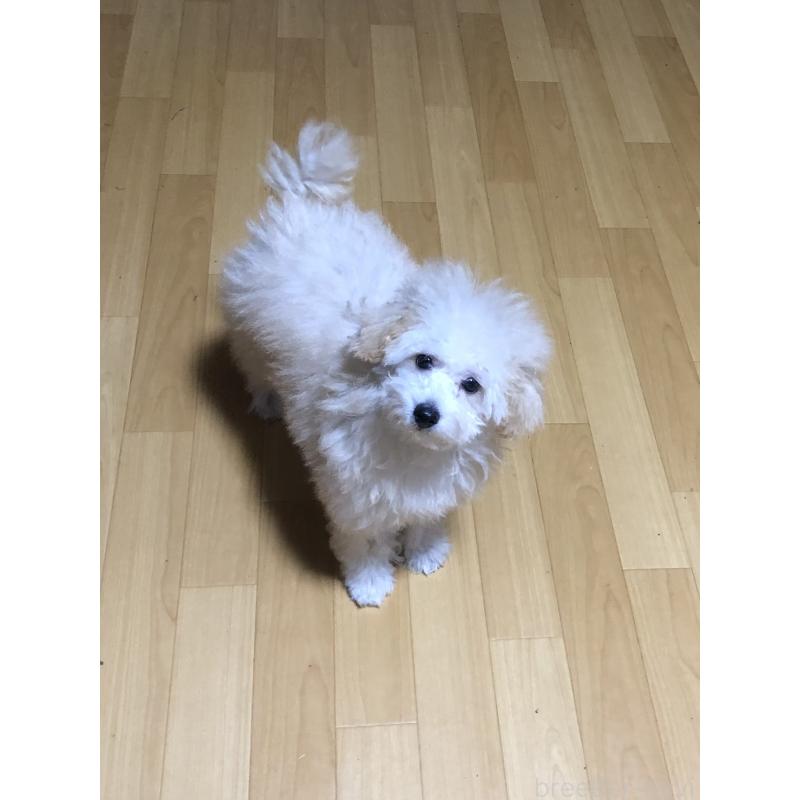 成約済の兵庫県のトイプードル-398701の6枚目