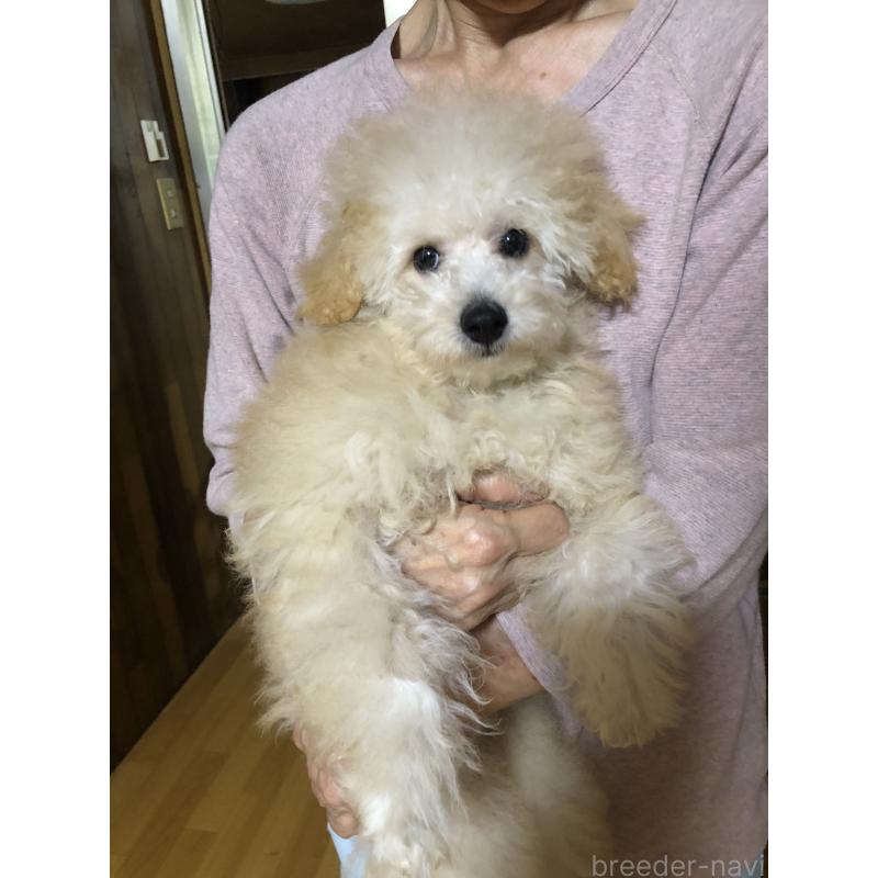 成約済の兵庫県のトイプードル-398701の5枚目