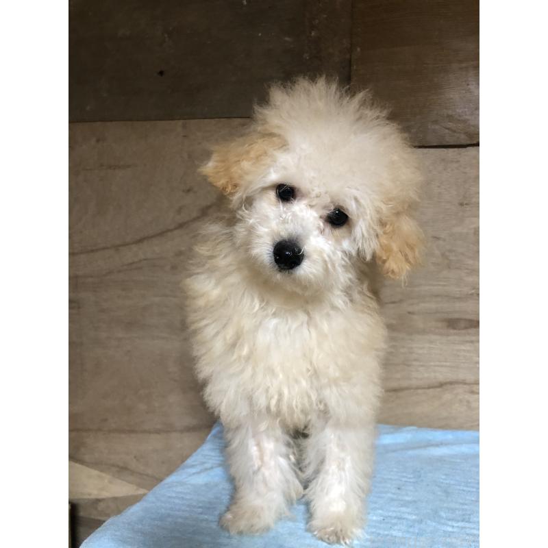 成約済の兵庫県のトイプードル-398701の4枚目