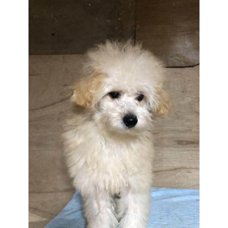 成約済の兵庫県のトイプードル-398701の3枚目