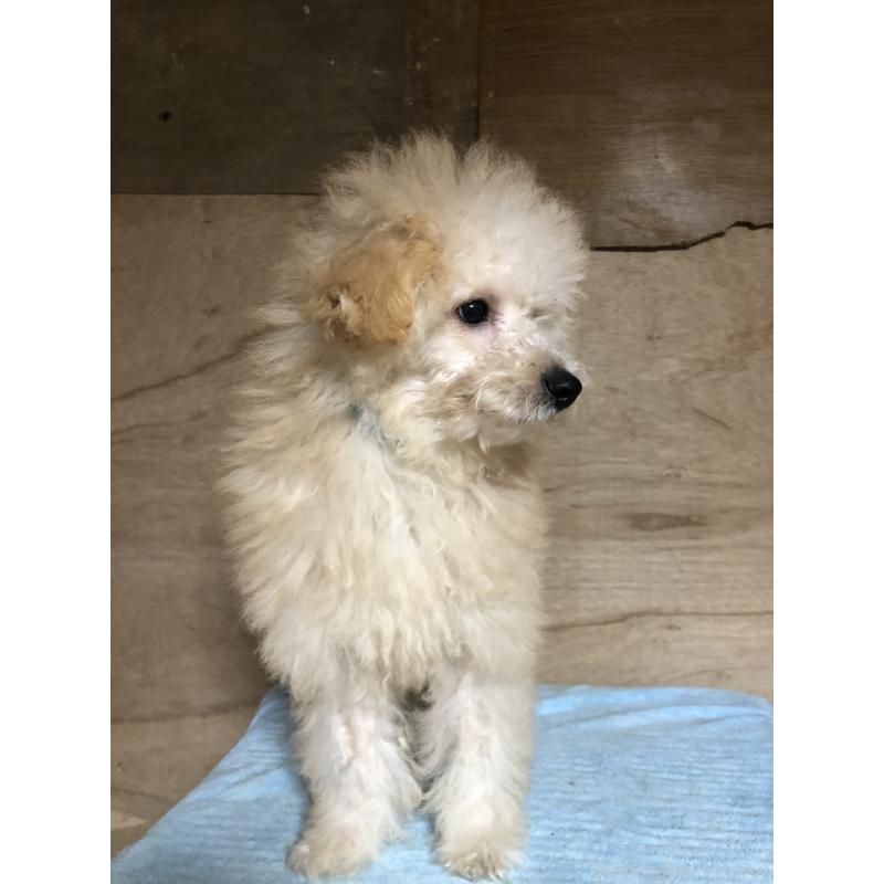 成約済の兵庫県のトイプードル-398701の2枚目