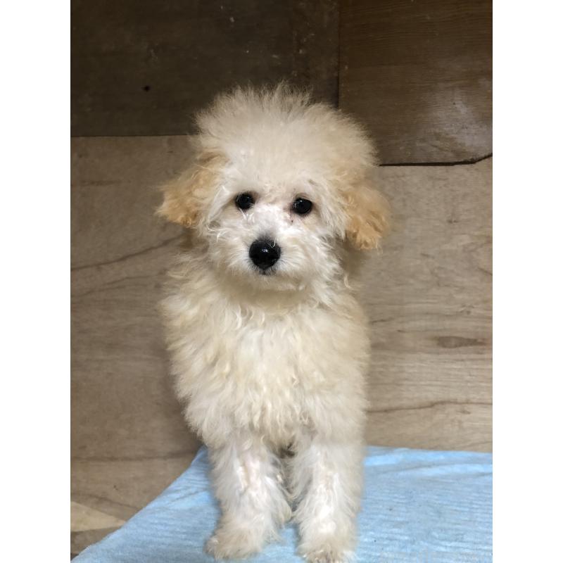 成約済の兵庫県のトイプードル-398701の1枚目