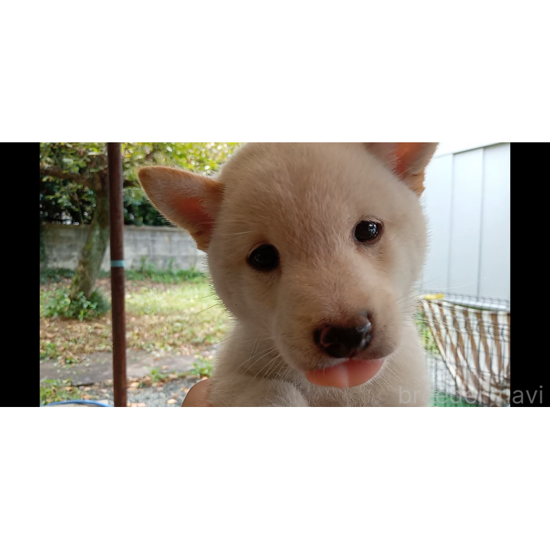 成約済の熊本県の豆柴-406999の2枚目