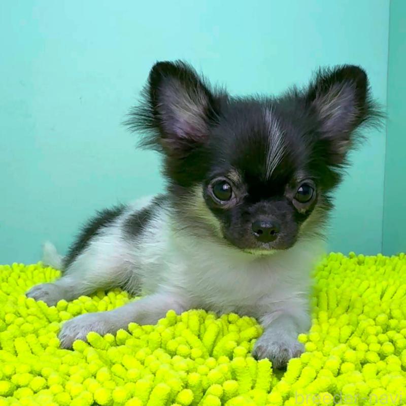 成約済の栃木県のチワワ(ロングコート)-398586の3枚目