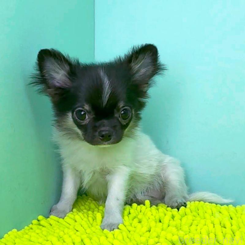 成約済の栃木県のチワワ(ロングコート)-398586の2枚目