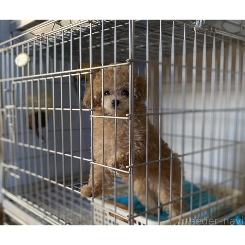 成約済の岩手県のティーカッププードル-396639の2枚目