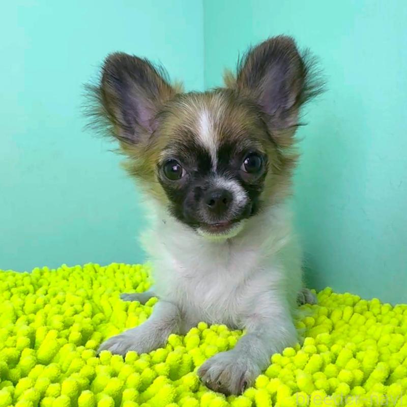 成約済の栃木県のチワワ(ロングコート)-398605の3枚目