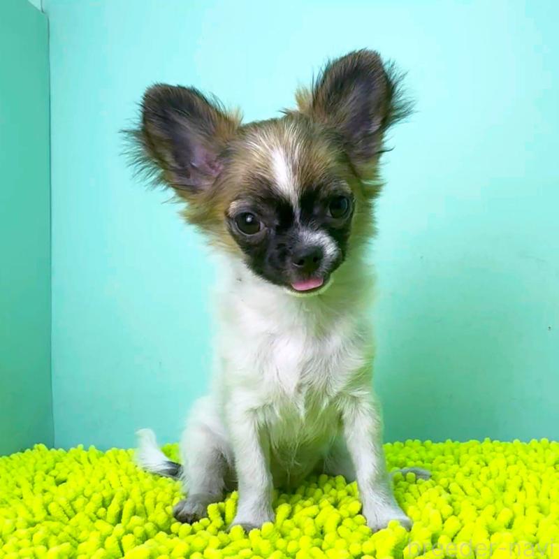 成約済の栃木県のチワワ(ロングコート)-398605の2枚目