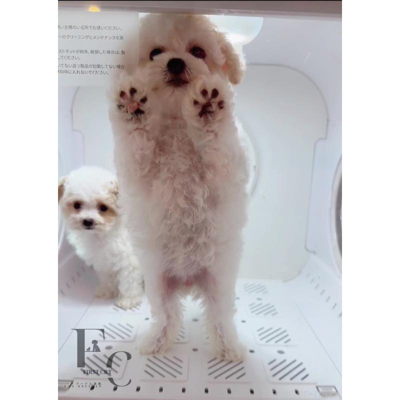 成約済の栃木県のミックス犬-410035の3枚目