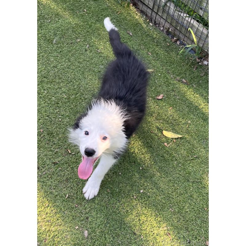 商談中の福岡県のボーダーコリー-397710の5枚目