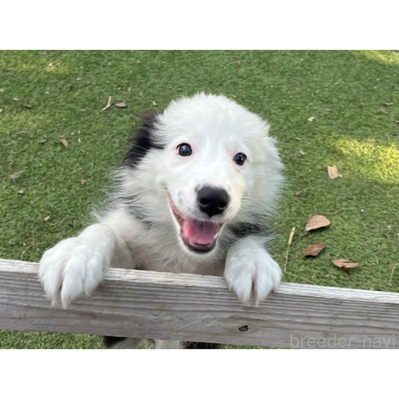 商談中の福岡県のボーダーコリー-397710の4枚目