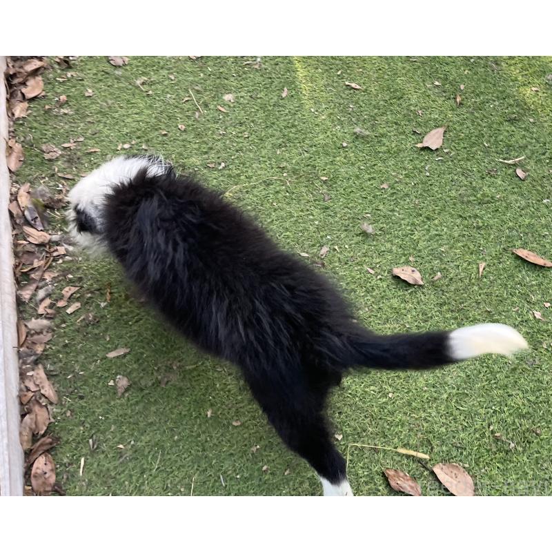 商談中の福岡県のボーダーコリー-397710の3枚目