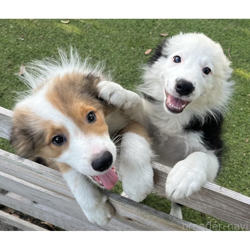 商談中の福岡県のボーダーコリー-397710の2枚目